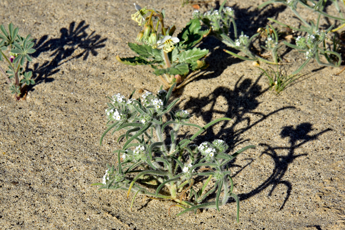 Panamint Cryptantha is found in the southwestern United States in AZ, CA, NM, NV, TX and UT. The species has its greatest distribution in AZ, CA and NV. This species is common and among the earliest spring bloomers. In Johnstonella angustifolia, (=Cryptantha)